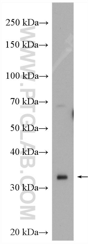 IGFBP1 Antibody in Western Blot (WB)