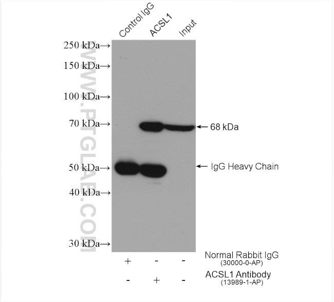 ACSL1 Antibody in Immunoprecipitation (IP)