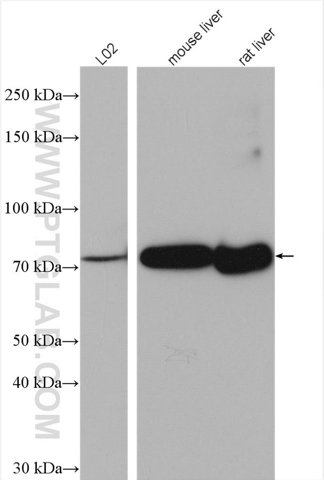 ACSL1 Antibody in Western Blot (WB)