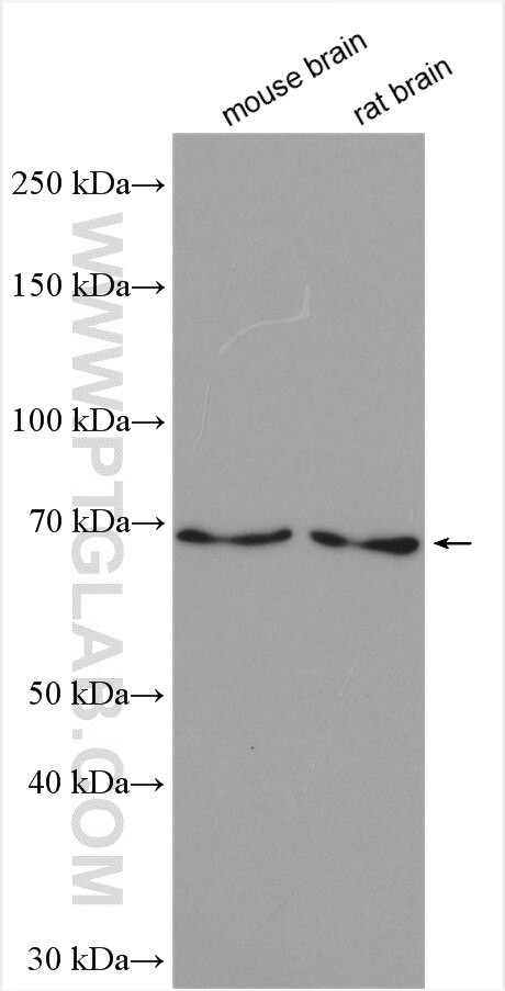 Cryptochrome 2 Antibody in Western Blot (WB)