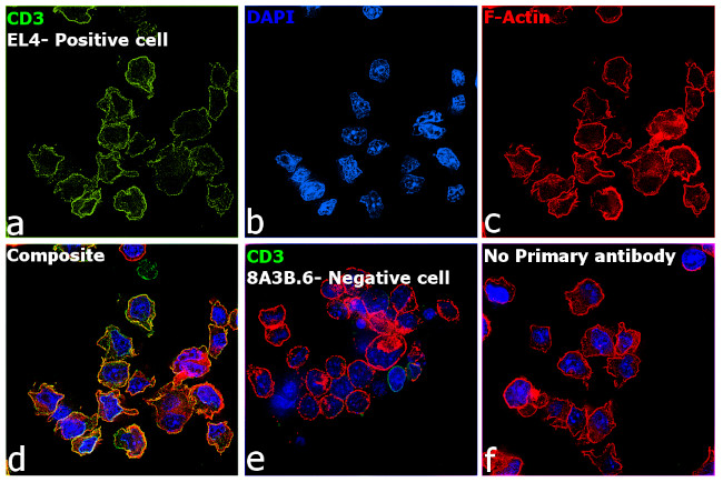 CD3 Antibody