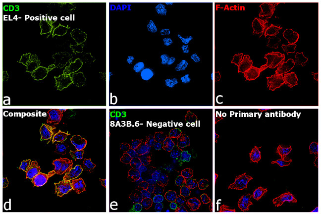 CD3 Antibody in Immunocytochemistry (ICC/IF)