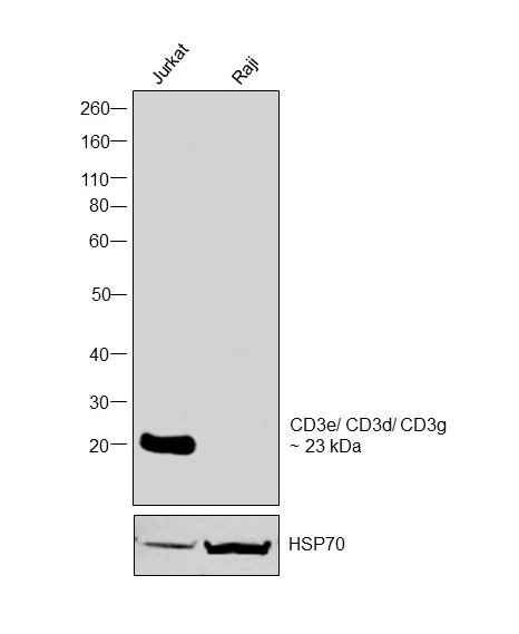 CD3 Antibody in Western Blot (WB)