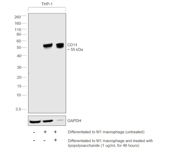 CD14 Antibody