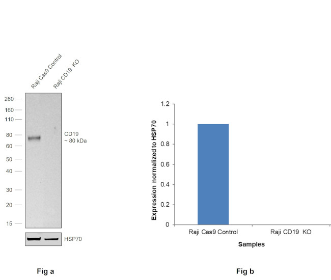 CD19 Antibody