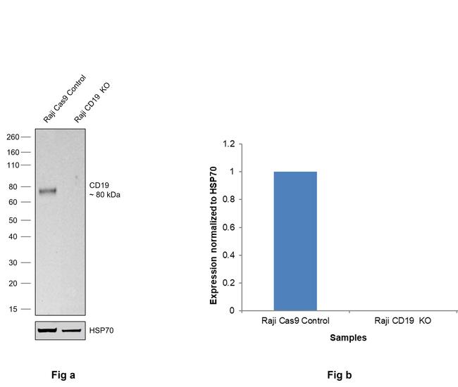 CD19 Antibody in Western Blot (WB)