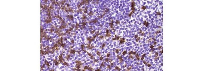 CD8a Antibody in Immunohistochemistry (Paraffin) (IHC (P))