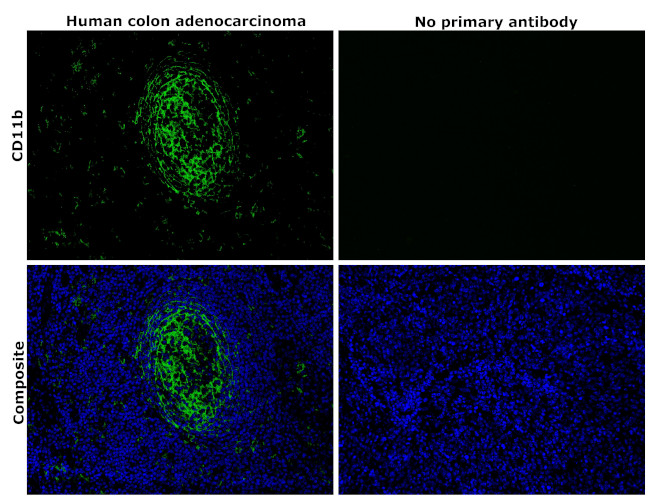 CD11b Antibody in Immunohistochemistry (Paraffin) (IHC (P))