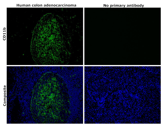 CD11b Antibody in Immunohistochemistry (Paraffin) (IHC (P))