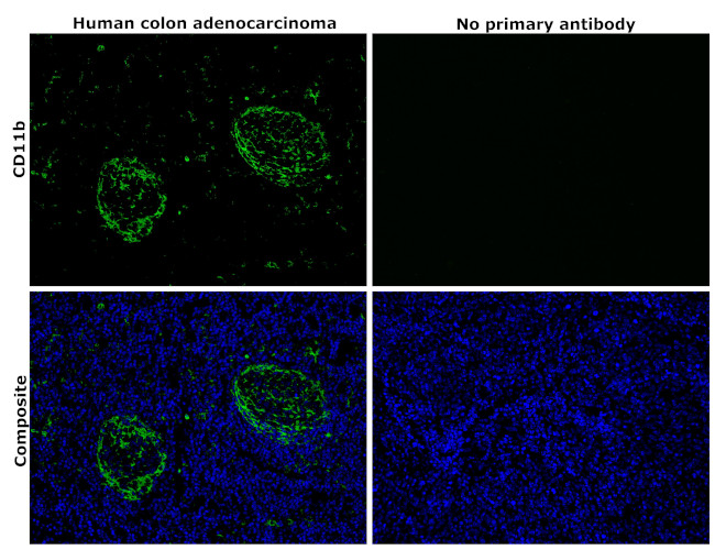 CD11b Antibody in Immunohistochemistry (Paraffin) (IHC (P))