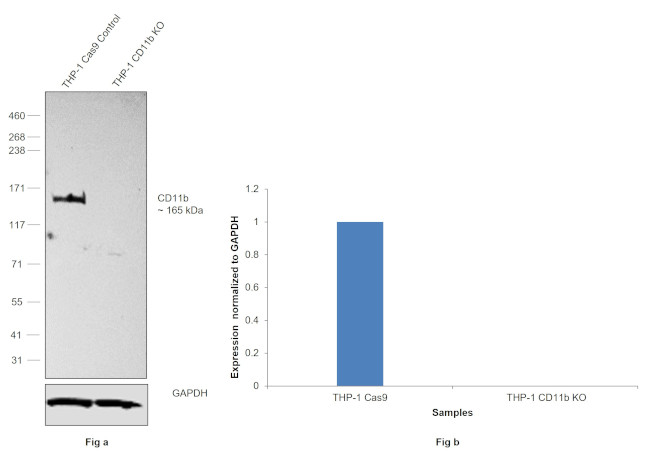 CD11b Antibody in Western Blot (WB)