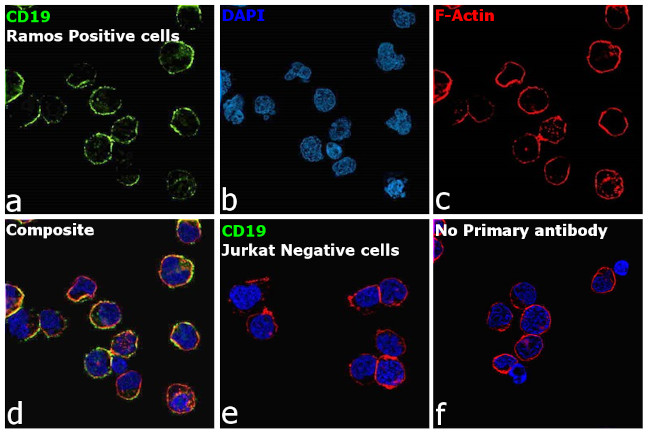 CD19 Antibody in Immunocytochemistry (ICC/IF)