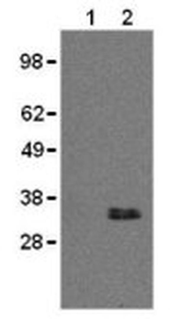 CD20 Antibody in Western Blot (WB)