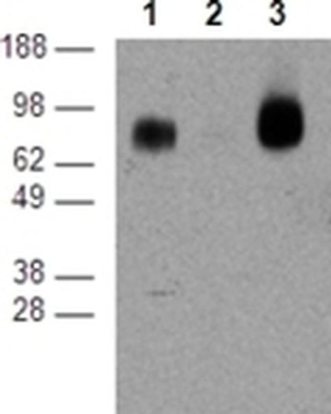 CD39 Antibody in Western Blot (WB)