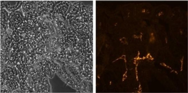 LYVE1 Antibody in Immunohistochemistry (Frozen) (IHC (F))