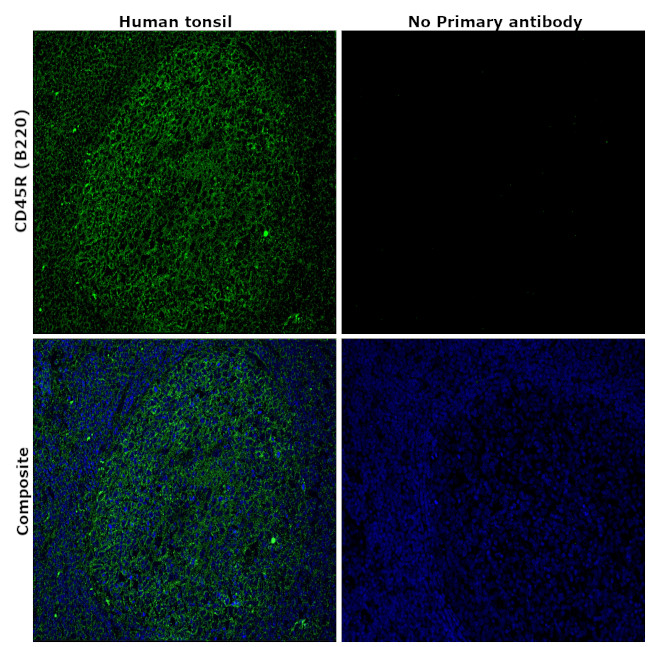 CD45R (B220) Antibody in Immunohistochemistry (Paraffin) (IHC (P))