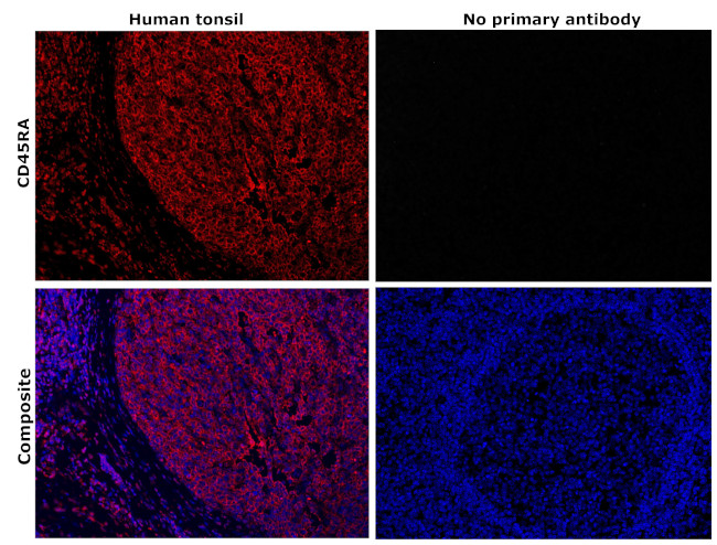 CD45RA Antibody in Immunohistochemistry (Paraffin) (IHC (P))