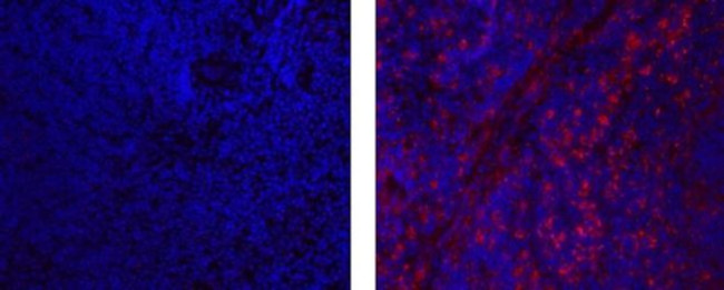 CD68 Antibody in Immunohistochemistry (Frozen) (IHC (F))