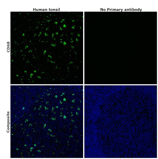 CD68 Antibody in Immunohistochemistry (Paraffin) (IHC (P))