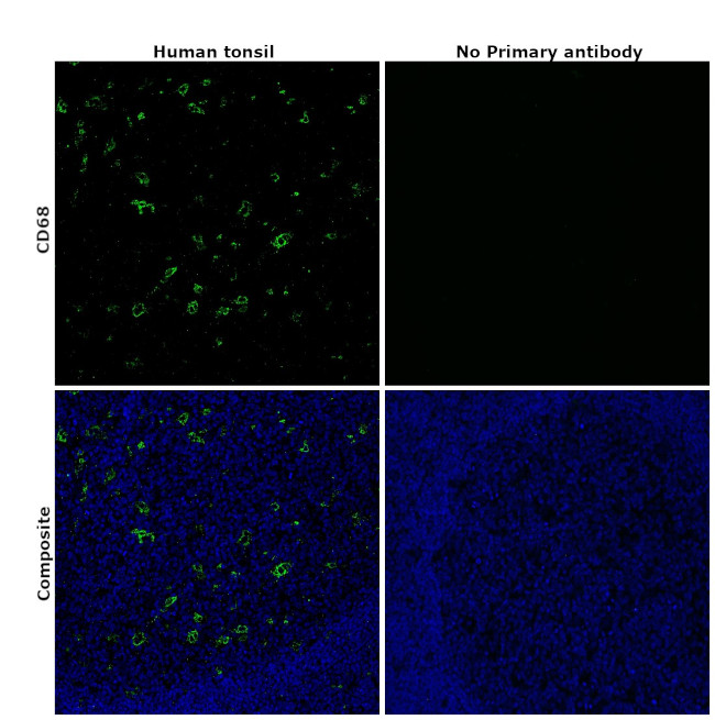 CD68 Antibody in Immunohistochemistry (Paraffin) (IHC (P))