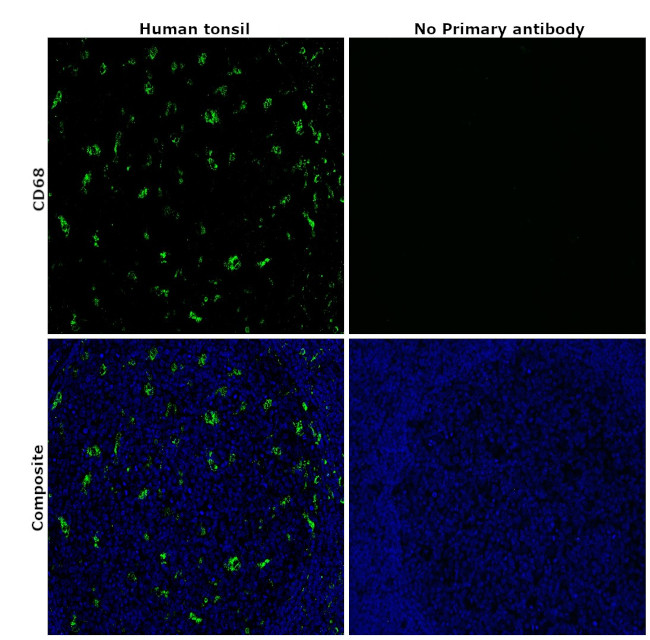 CD68 Antibody in Immunohistochemistry (Paraffin) (IHC (P))