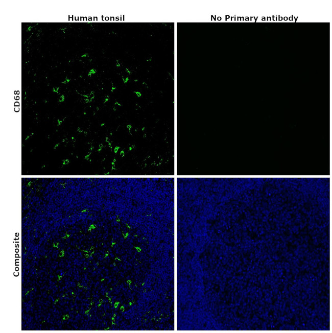 CD68 Antibody in Immunohistochemistry (Paraffin) (IHC (P))