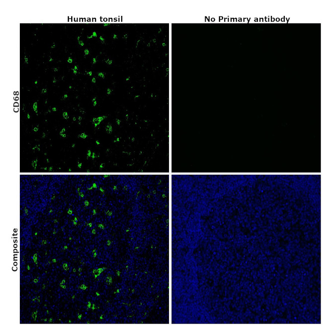 CD68 Antibody in Immunohistochemistry (Paraffin) (IHC (P))