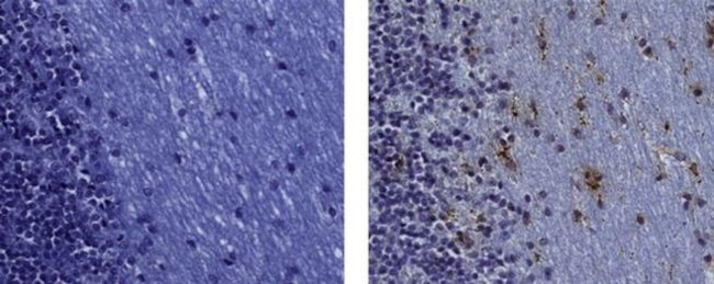 CD68 Antibody in Immunohistochemistry (Paraffin) (IHC (P))