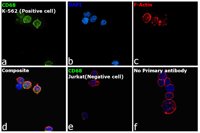 CD68 Antibody