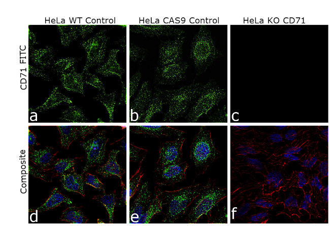 CD71 (Transferrin Receptor) Antibody