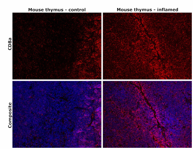 CD8a Antibody in Immunohistochemistry (Paraffin) (IHC (P))