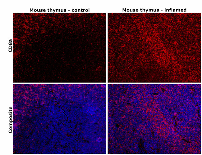 CD8a Antibody in Immunohistochemistry (Paraffin) (IHC (P))