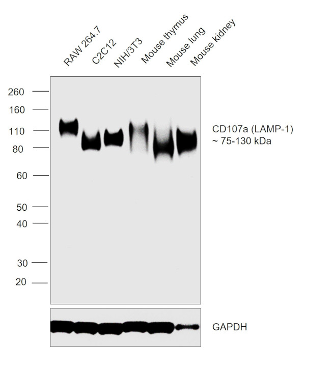 CD107a (LAMP-1) Antibody in Western Blot (WB)