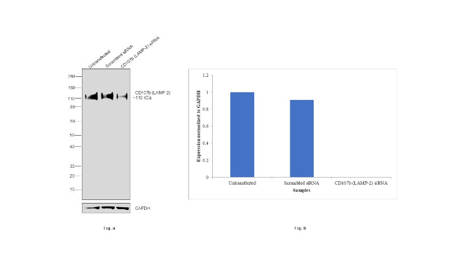 CD107b (LAMP-2) Antibody in Western Blot (WB)