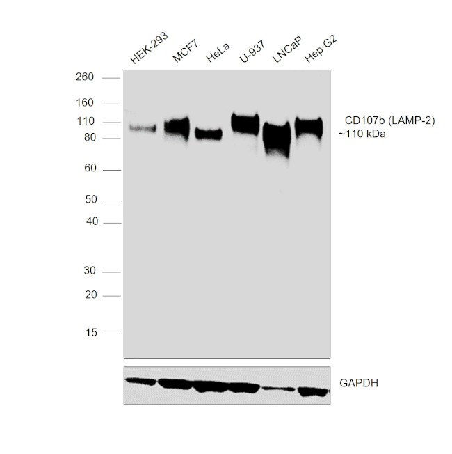 CD107b (LAMP-2) Antibody in Western Blot (WB)