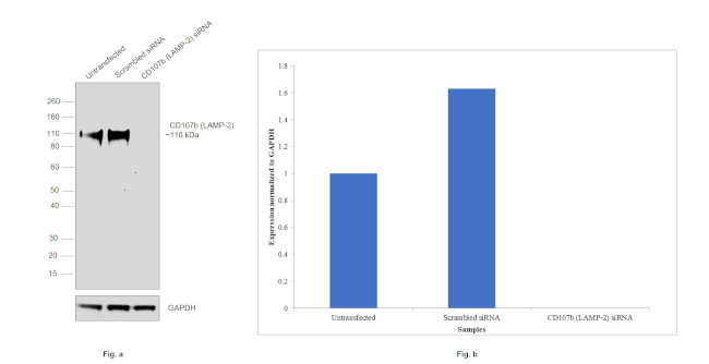 CD107b (LAMP-2) Antibody in Western Blot (WB)