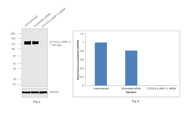 CD107a (LAMP-1) Antibody in Western Blot (WB)