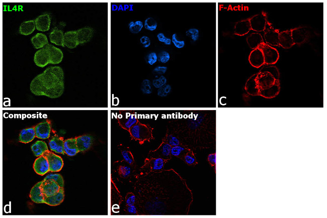 CD124 Antibody in Immunocytochemistry (ICC/IF)