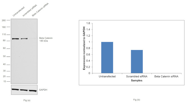 beta Catenin Antibody in Western Blot (WB)