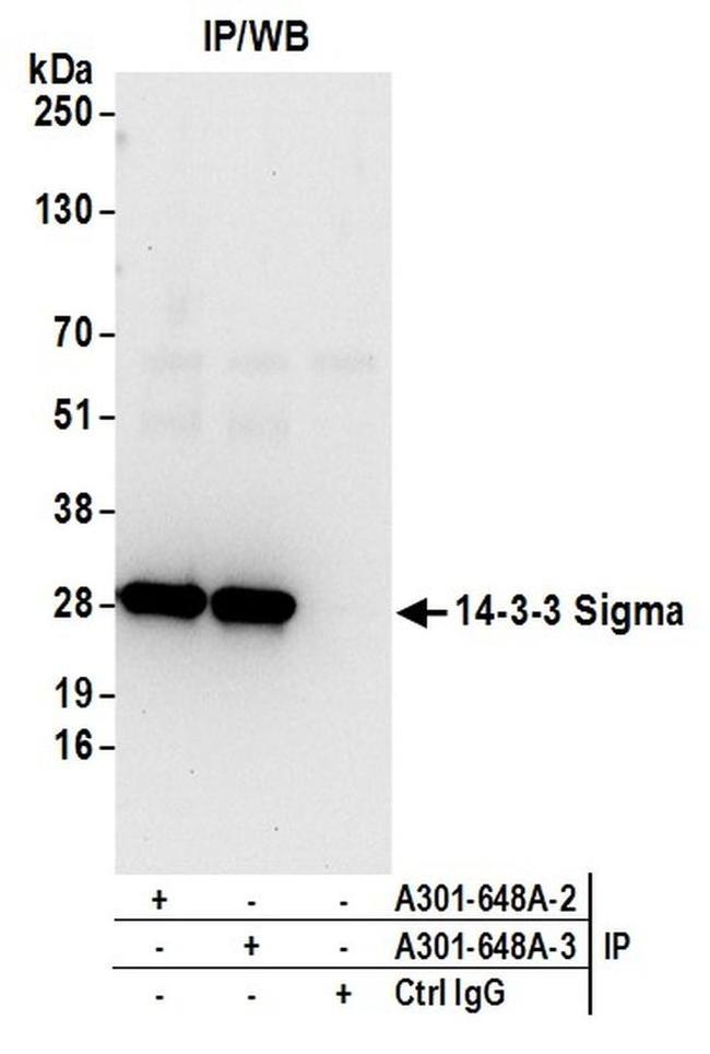 14-3-3 Sigma Antibody in Western Blot (WB)