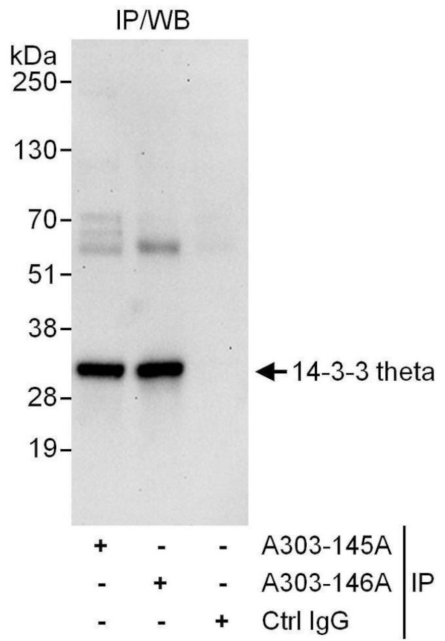 14-3-3 theta Antibody in Immunoprecipitation (IP)
