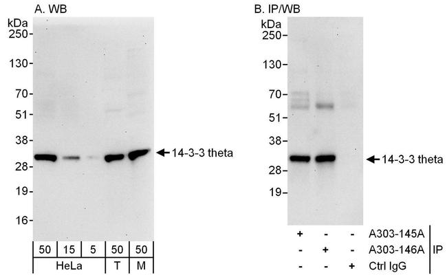 14-3-3 theta Antibody in Western Blot (WB)