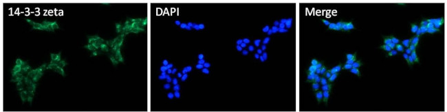 14-3-3 zeta Antibody in Immunocytochemistry (ICC/IF)