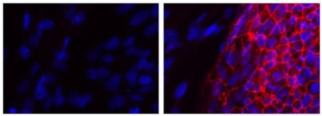 CD321 (F11R) Antibody in Immunocytochemistry (ICC/IF)