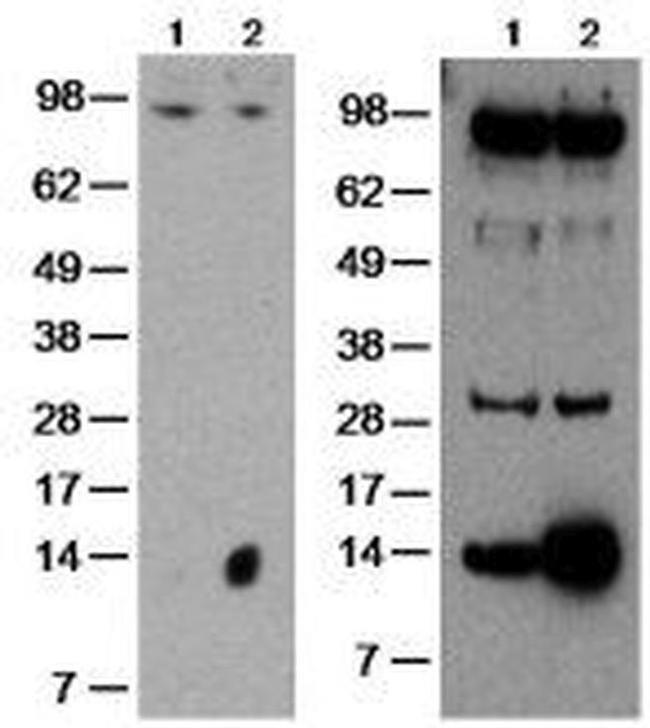 GILZ Antibody in Western Blot (WB)