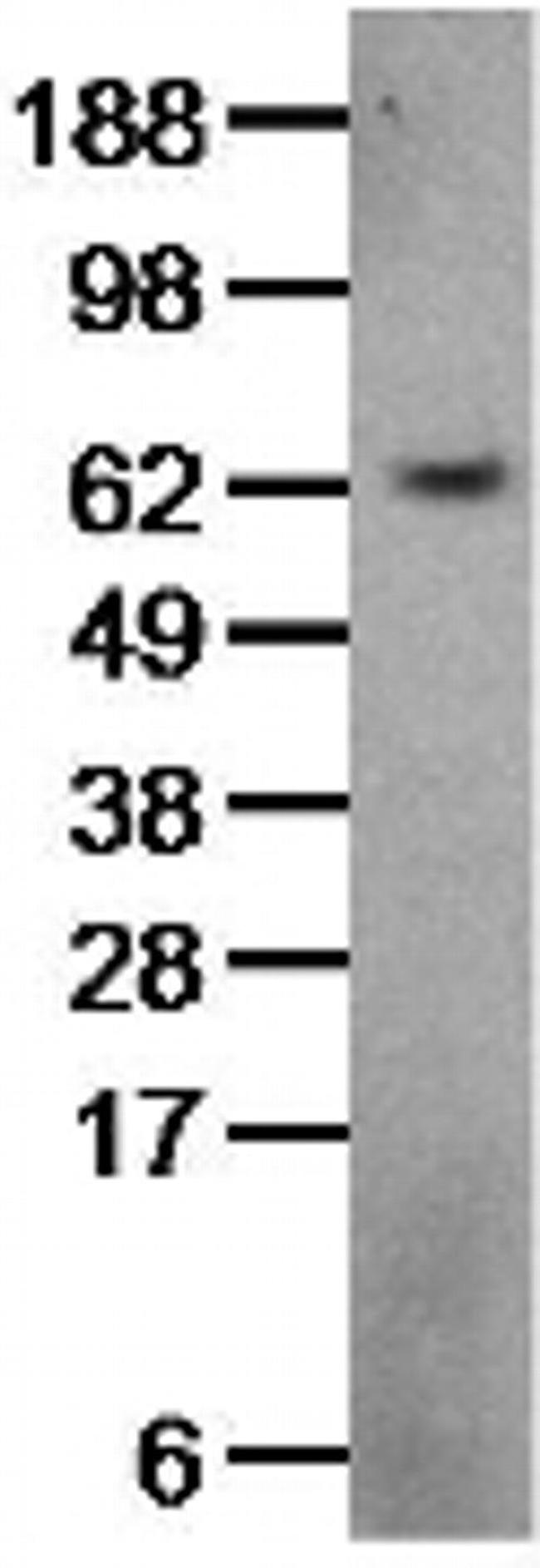 ACT1 Antibody in Western Blot (WB)