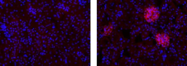 Rat IgG1 kappa Isotype Control in Immunohistochemistry (Frozen) (IHC (F))