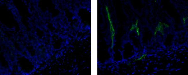 Rat IgG1 kappa Isotype Control in Immunohistochemistry (Frozen) (IHC (F))