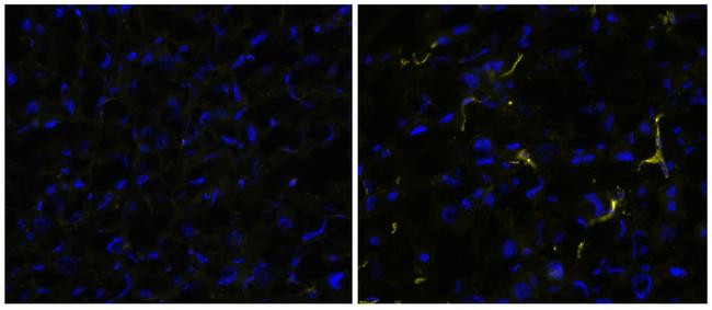 Rat IgG2a kappa Isotype Control in Immunohistochemistry (Frozen) (IHC (F))