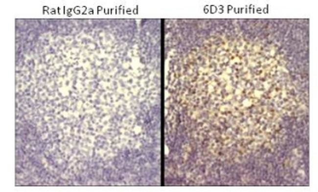 Rat IgG2a kappa Isotype Control in Immunohistochemistry (Paraffin) (IHC (P))